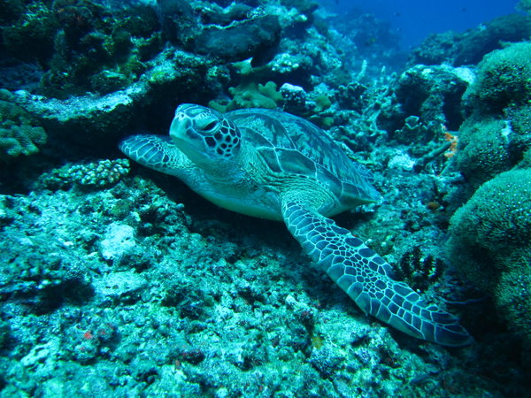 Gilis...it's an average of 5 turtles per dive!