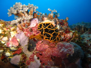another nudibranch