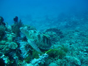 Turtle...one more, this one has is own remora