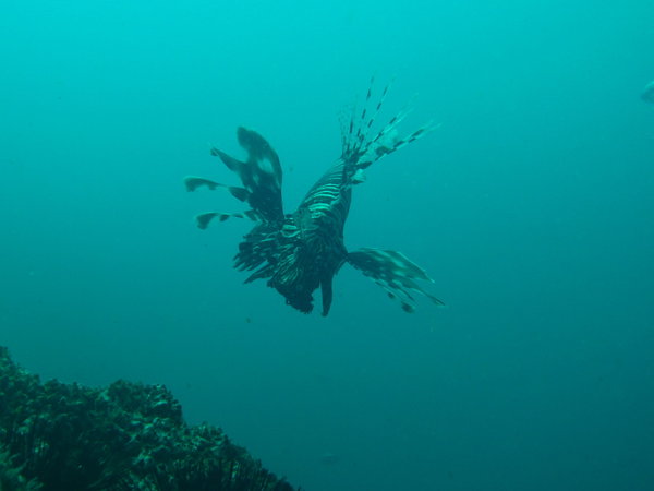 Lion Fish in the wild! Don't get too close!