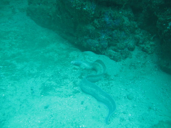 cute eel...a little lost...