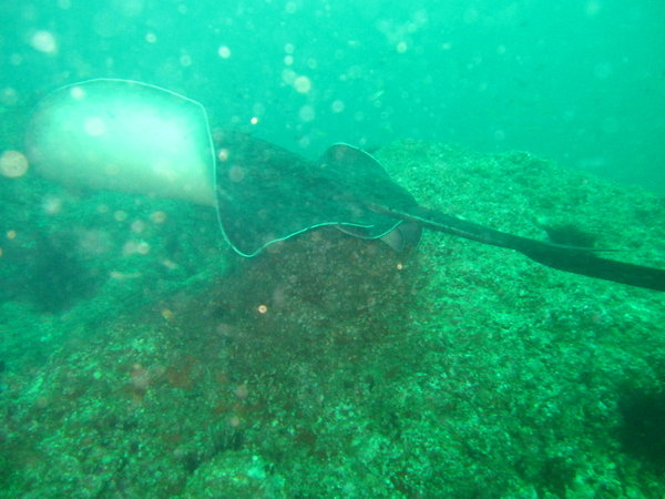 fantail ray