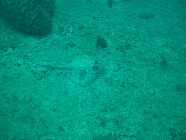 blue spotted ray...down deep at 32 meters