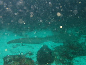 my flight was not set properly, but we still managed to spot the leopard shark...sorry for the poor quality pic!