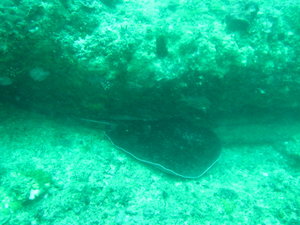 one more fantail ray