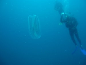 jelly fish on safety stop...these are nasty!