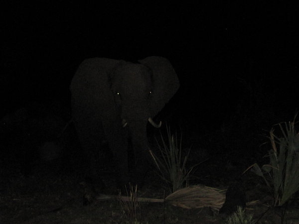 Elephant at night...coming seriously close to us!