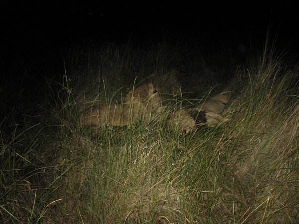 2 male lions cuddling...