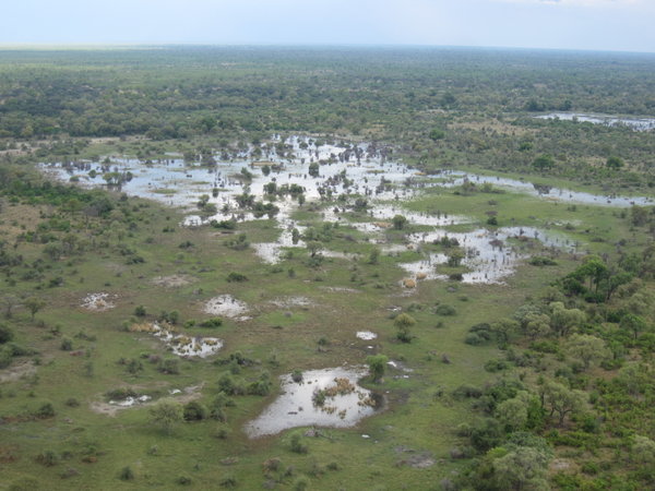 Okavango dream is over!