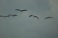 Vultures formation