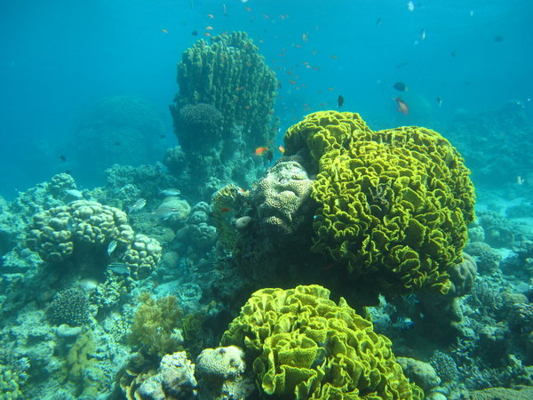 Pretty nice coral in the Gulf of Aqaba 