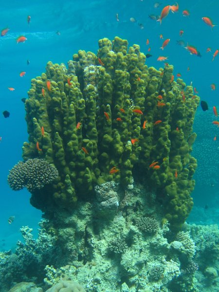 great coral, and nice visibility!