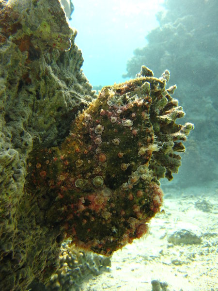 find the fish, the dangerous frog fish is in solid camouflage!