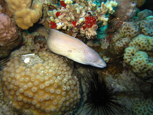 little eel