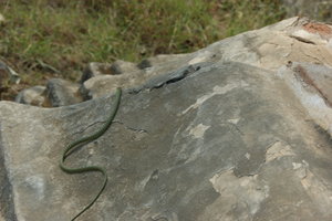 little snake escaping at Wat Wisunarat