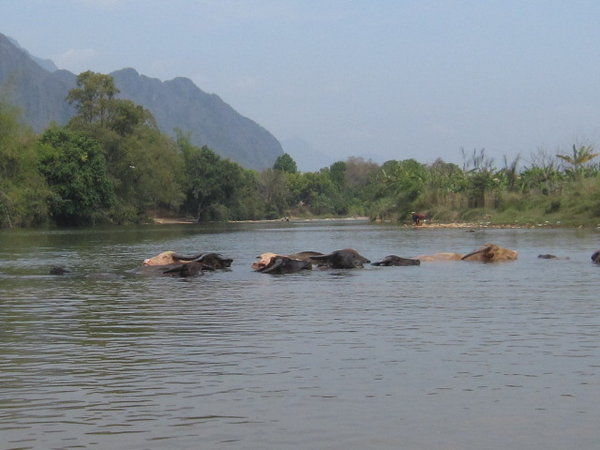 buffalos and the river...