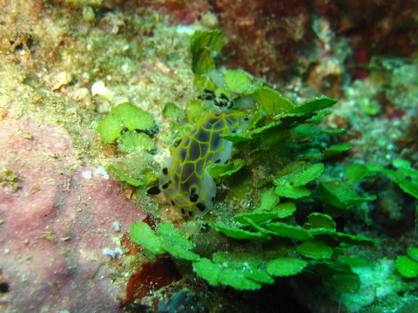 Never saw that kind of nudibranch before!