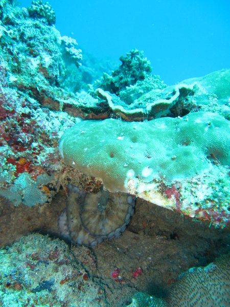 octopus, the head is above the coral, the legs below...
