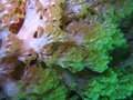 close-up corals