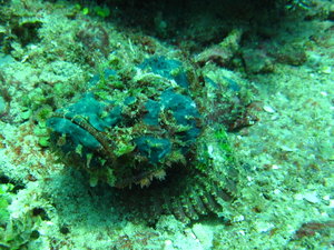 Devil scorpion fish...he is green!