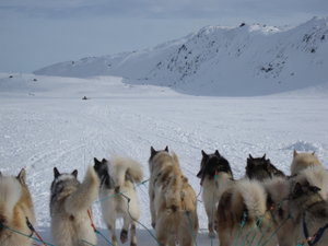4 to 5 hours dogsledging per day, for 3 days