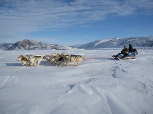 dogsledging on the frozen fjord