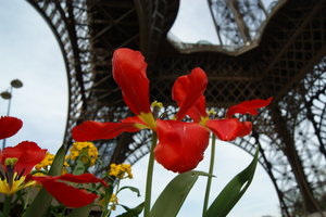 More flowers at the Eiffel Tower
