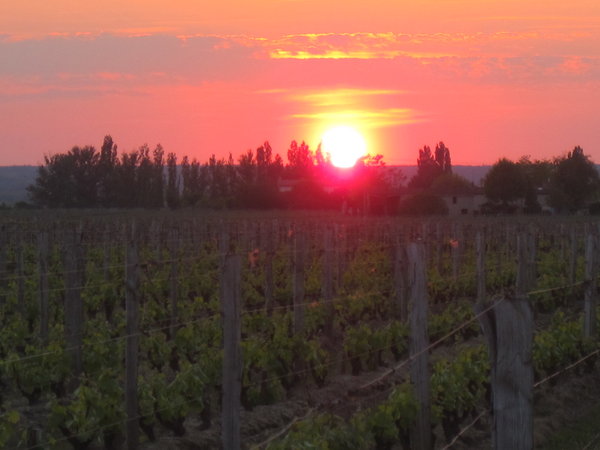 Sunset on Sauternes vines