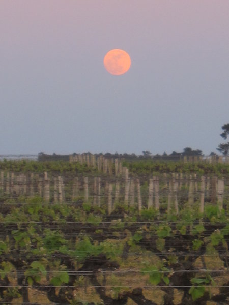 Moon on Sauternes Vines