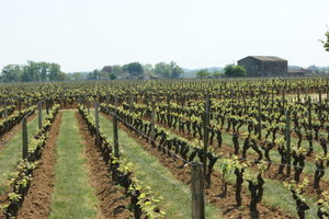 The Chartreuse of Chateau Coutet, and the vines all around...