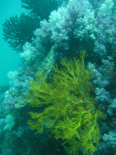 Everywhere, healthy soft corals