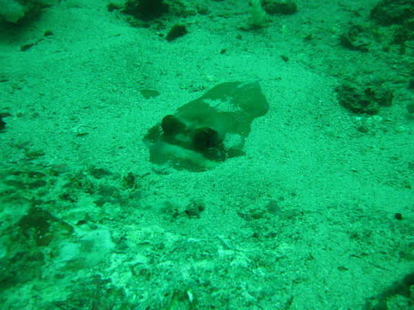 another ray hiding