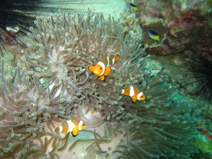 clown fishes