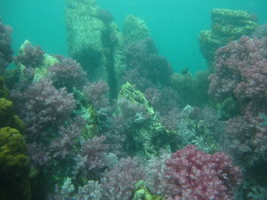 soft corals, everywhere...