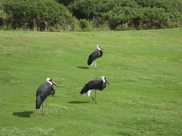 Birds at Zimbali