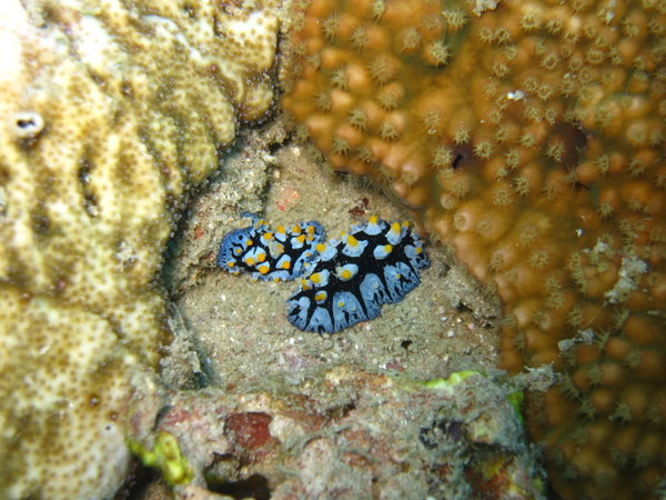 two little nudibranches