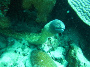 curious little eel