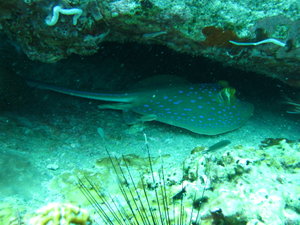 blue spotted ray