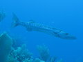 nice lonely barracuda, he cruised with us for a while