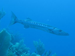 nice lonely barracuda, he cruised with us for a while