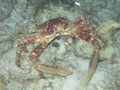 giant crab by night