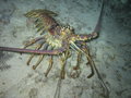 lobster roaming out by night...