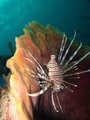 lion fish, shouldn't be in the Caribbean!