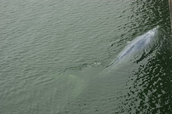 Close up with the whale lost in the Klamath river
