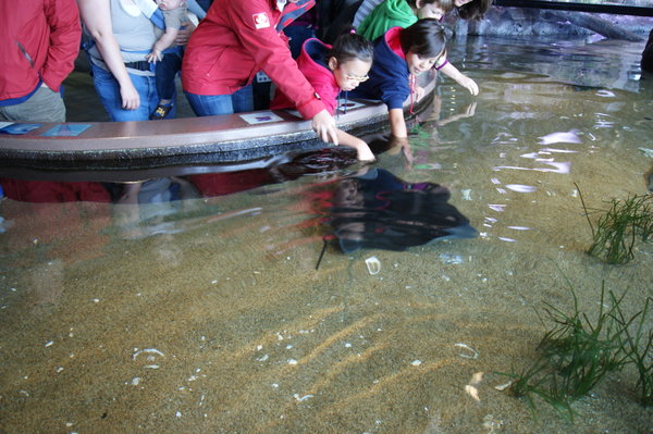 bat ray....fun experience for the kids...these guys love the cuddles...