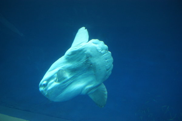Mola Mola, this is a small one...