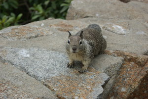 squirrels are all over the Monterey Peninsula
