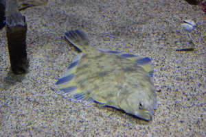 look like a flounder to me, but not a flounder...