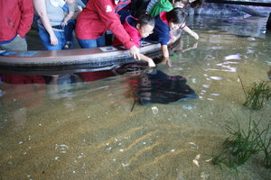 bat ray....fun experience for the kids...these guys love the cuddles...