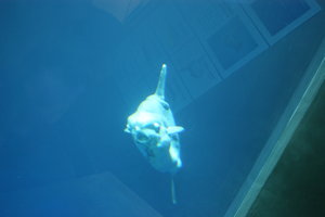 front pic, the mola mola is smiling, no kidding!